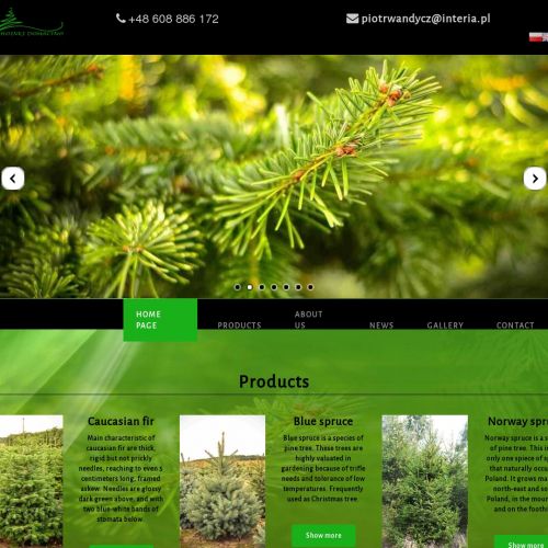 Koszalin - jodła kaukaska pomorze